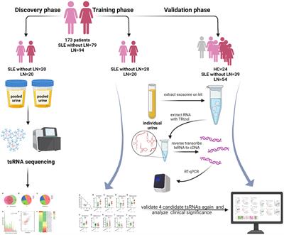 Urinary exosome tsRNAs as novel markers for diagnosis and prediction of lupus nephritis